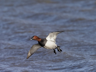Northern pochard, Aythya ferina