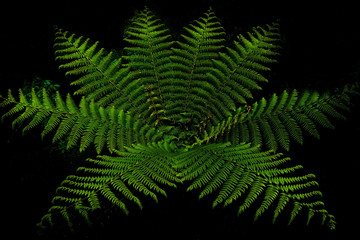 Fern forest in milfordsound
