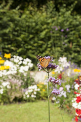 Schmetterling