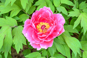 Pink peony
