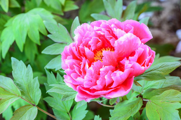 Pink peony