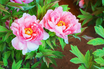Pink peony