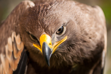 Close-up of a Steppe Eagle (Aquila Nipalensis). Bird of prey portrait.