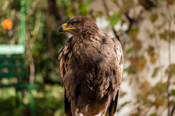 Close-up of a Steppe Eagle (Aquila Nipalensis). Bird of prey portrait.