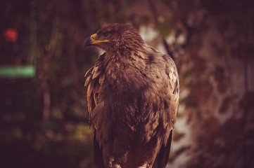 Close-up of a Steppe Eagle (Aquila Nipalensis). Bird of prey portrait.