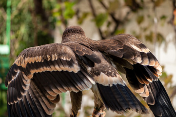 Close-up of a Steppe Eagle (Aquila Nipalensis). Bird of prey portrait.