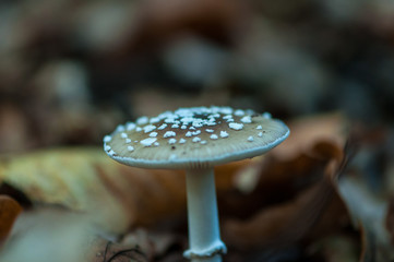 Close-up of a mushroom in a forest. Shallow depth of field.