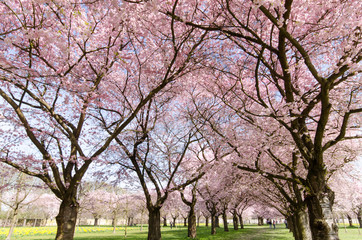 Japanische Kirschblüten, Glückwunsch, Lebensfreude, alles Liebe: Verträumte zarte Kirschblüten vor blauem Frühlingshimmel :) 