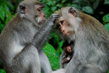 Monkey Finding Flea