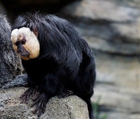 Male white-faced saki sitting on a stone