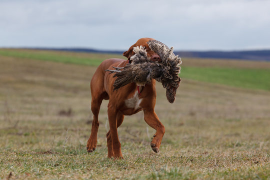 Hungarian vizsla on faisan hunting