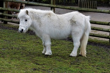 Naklejka na ściany i meble White Shetland Pony on green grass