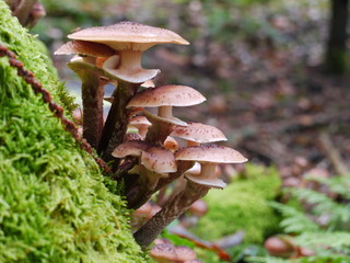 Waldpilze