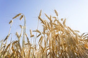 golden wheat field and sunny day