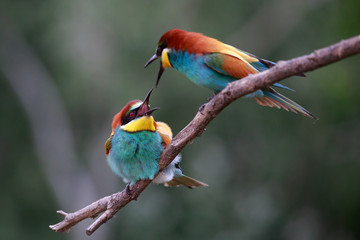 Bee eater Merops apiaster