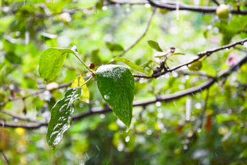 Rain drops hit the green foliage and drain off it