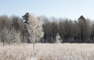 Winter forest in sunny day in Siberia