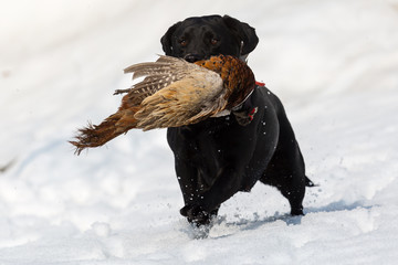 Pheasant hunting with black dog in snow