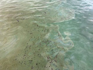 Effect of oil spill in the ocean, pollution