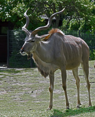 Greater kudu. Latin name - Tragelaphus strepsiceros