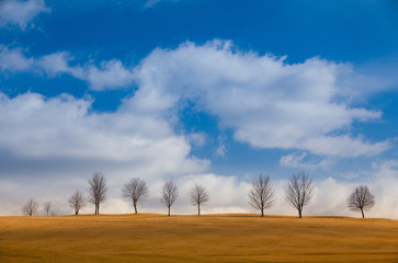 Lonely tree on the empty golf course