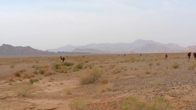 wild camels in the desert