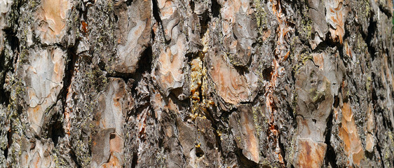 Dry tree bark texture background.