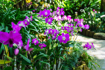 purple orchid flower blooming in the tropical garden,rajburi,thailand.