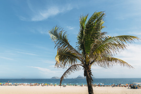 Single palm tree with out of focus Ipanema beach, Brazil
