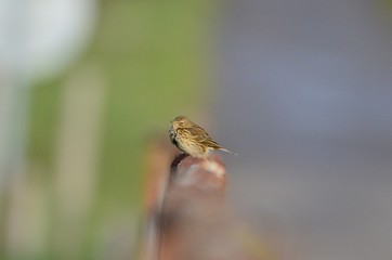 Pipit farlouse (Anthus pratensis)