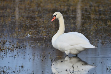 Cygne tuberculé (Cygnus olor)