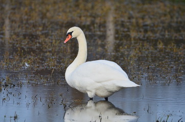 Cygne tuberculé (Cygnus olor)