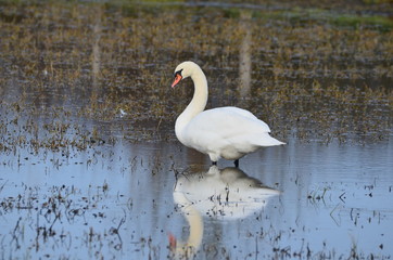 Cygne tuberculé (Cygnus olor)