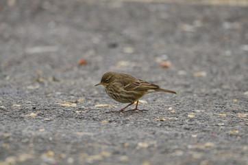 Pipit maritime (Anthus petrosus)