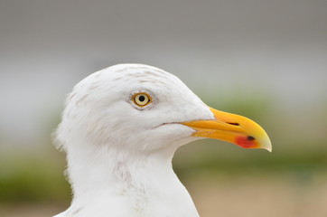 Tête d'un goéland