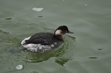 Grèbe à cou noir (Podiceps nigricollis)
