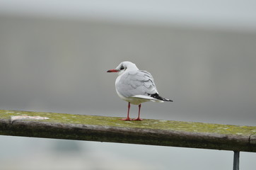 Mouette rieuse (Chroicocephalus ridibundus)