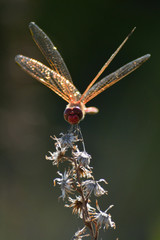 Anisoptera