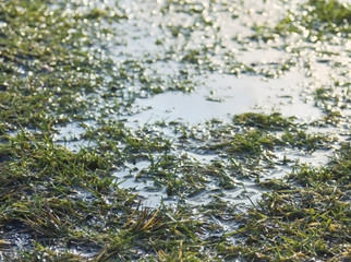 草　水たまり　素材