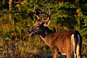WHITE TALE BUCK WITH ANTLERS