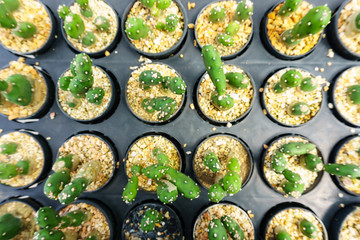 top view, pattern of cactus in the black pot.