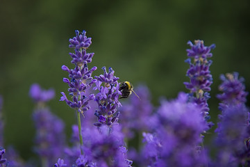 Lavender with bumblebee. Macro photo.
