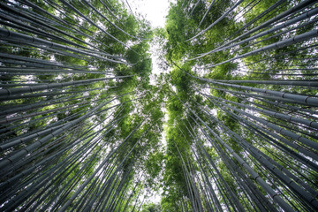 Bamboo forest in Arashiyama, kyoto