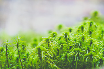 Young shoots of green in spring. Moss closeup in the forest.
