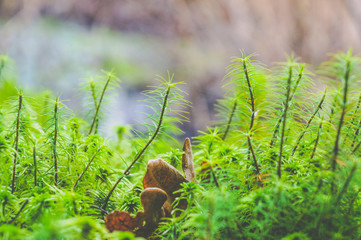 Young shoots of green in spring. Moss closeup in the forest.
