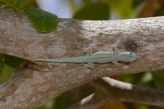 Seychellen-Taggecko (Phelsuma abbotti) Abbott's day gecko / Madagaskar 