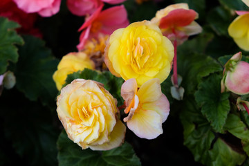 Close up of beautiful yellow and pink julia child rose in the garden.