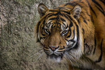 Portrait of Sumatran Tiger. Detail of head.