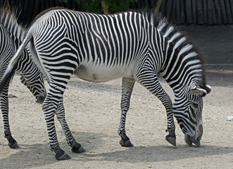 Fototapeta na wymiar Grevy`s zebra. Latin name - Equus grevyi