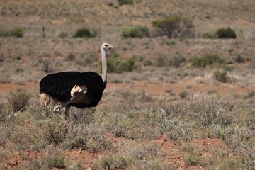 Naklejka premium Animals in Karoo National Parks
